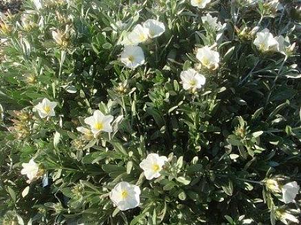 Le Morning Glories sono spesso le prime viti in fiore che le persone conoscono