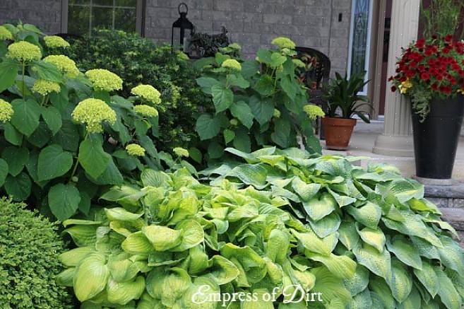 Le hostas con foglie gialle o fiori profumati possono sopportare più sole delle hostas con foglie verdi