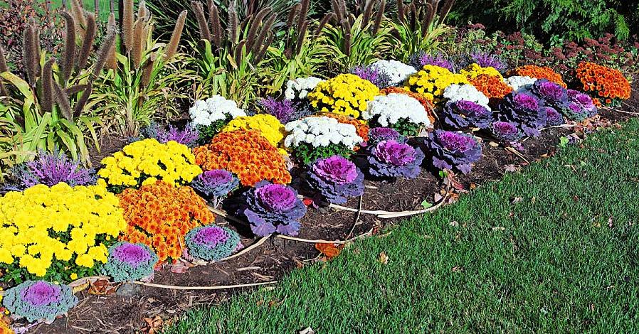 Ma fioriscono meglio se sono stati in giardino per tutta la stagione