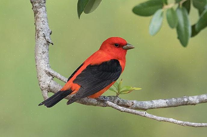 Identificazione del tanager estivo