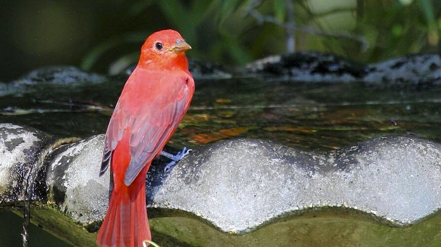 I tanager estivi sono generalmente insettivori