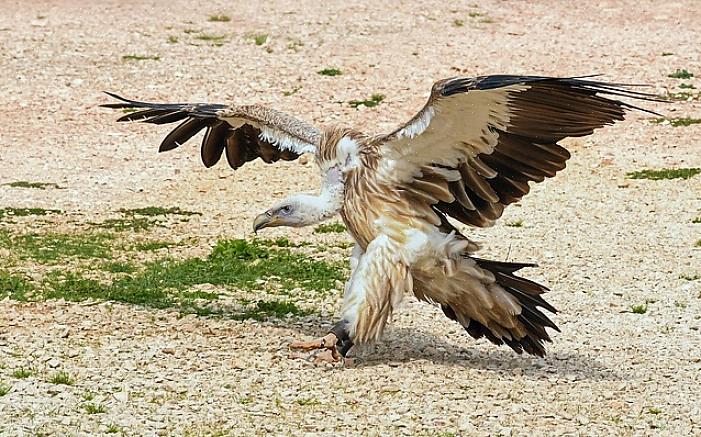 Anche oggi gli avvoltoi del Nord Europa possono ancora essere comunemente chiamati poiane