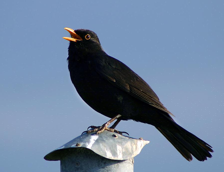Gli uccellini che riconoscono i canti degli uccelli possono anche divertirsi con gli uccelli quando i bassi