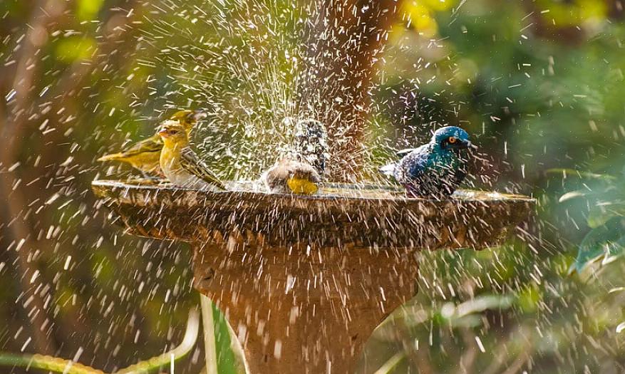 Un robusto bagno riscaldato per uccelli è la scelta migliore