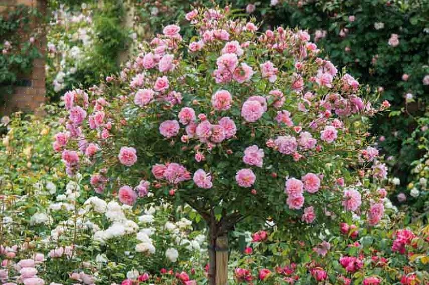 Le piante da compagnia respingono i parassiti del giardino