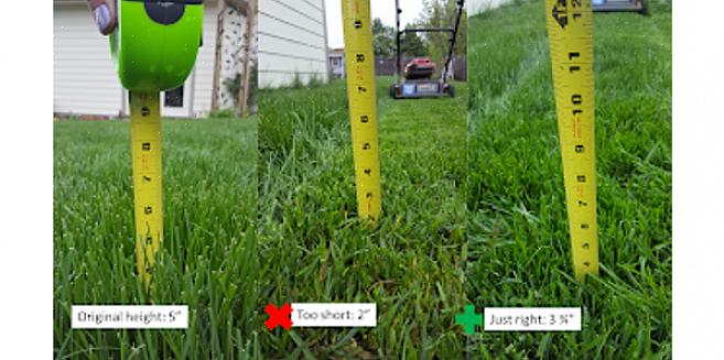 C'è una regola generale per determinare quale dovrebbe essere l'altezza dell'erba sul tuo prato
