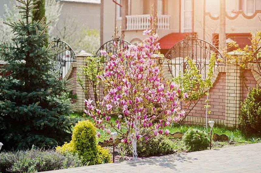 E mentre le varietà di magnolia standard possono raggiungere gli 80 metri di altezza