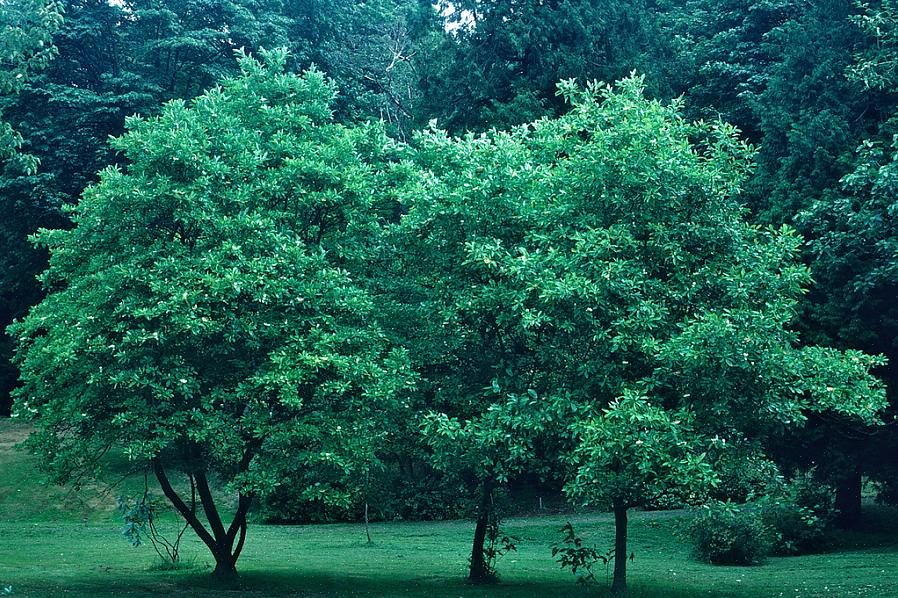 La magnolia dolce (Magnolia virginiana) è un albero o arbusto in fiore che può essere sempreverde o deciduo