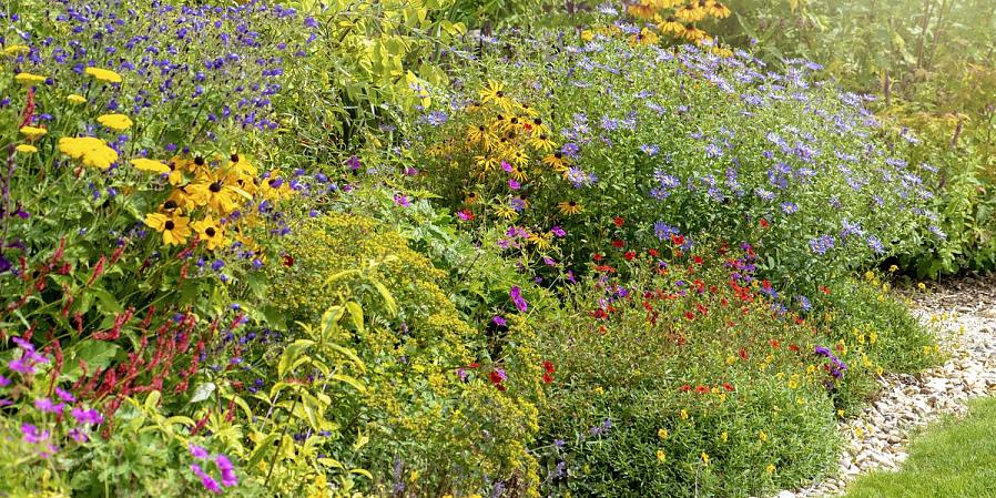 I fiori cartacei di Xerochrysum bracteatum hanno ingannato più di una persona che pensava che i fiori rossi