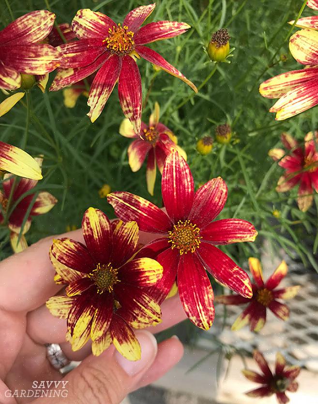 Persino Coreopsis a fioritura annuale