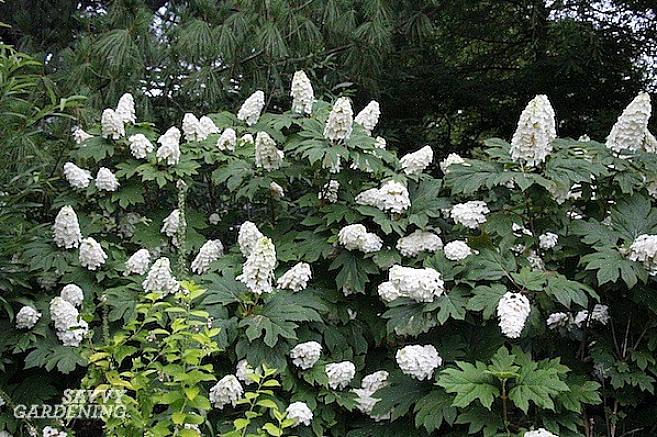 Le piante alte possono essere tagliate in autunno