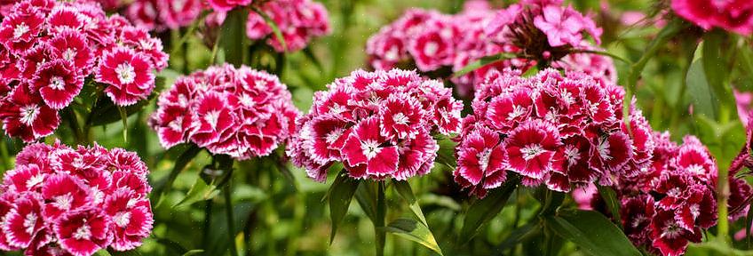 Se stai cercando piante che colmino gli spazi vuoti nel tuo giardino