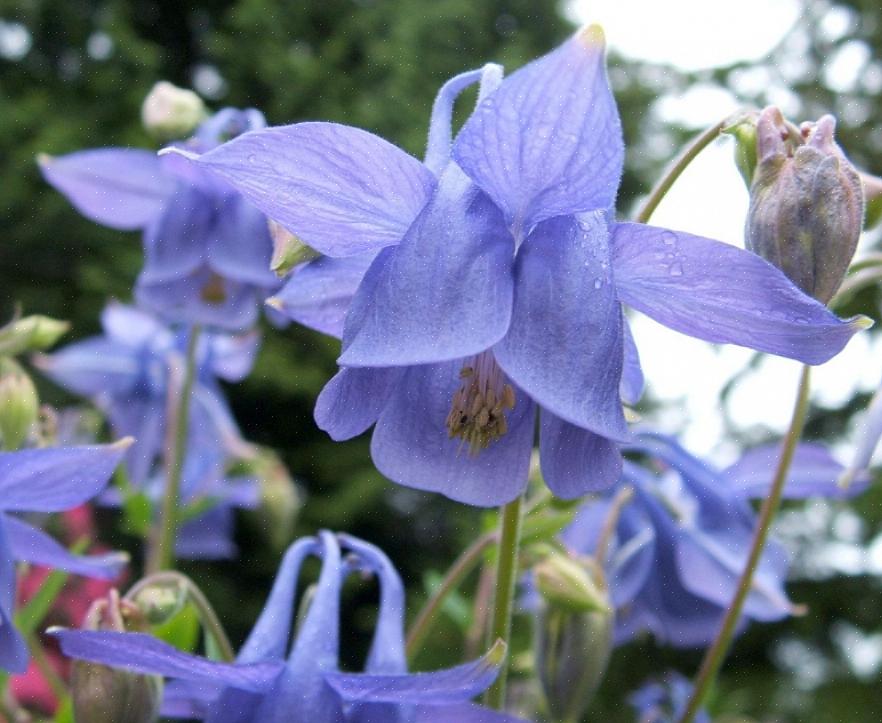 È un modo molto economico per ottenere molte piante per il tuo giardino