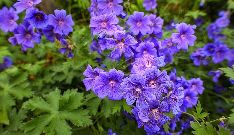 Il Geranium sanguineum si diffonde meno rapidamente del Geranium endressii