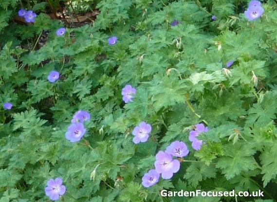 Il Geranium Rozanne è stato notato per i suoi brillanti fiori viola-blu