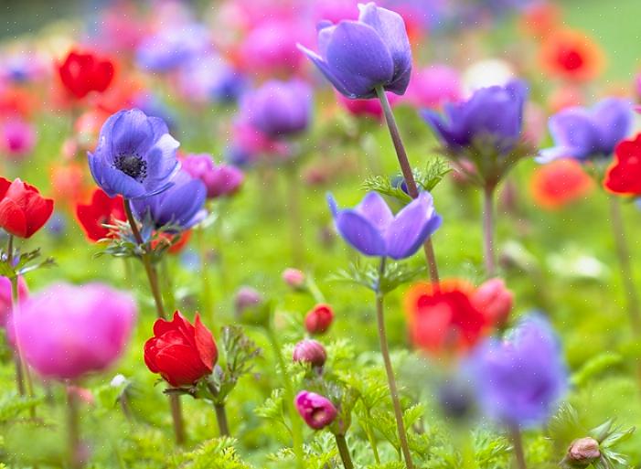 I fiori di anemone sono stati a lungo i preferiti di fioristi