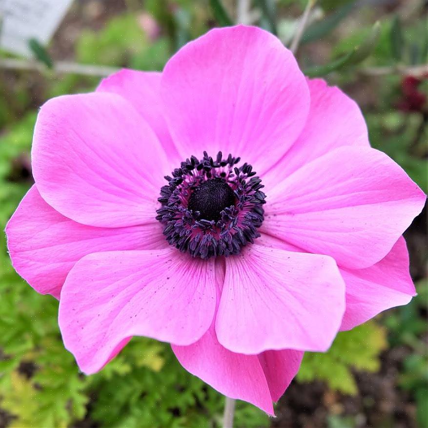 Le varietà di anemoni aggiungeranno eleganza alle composizioni floreali