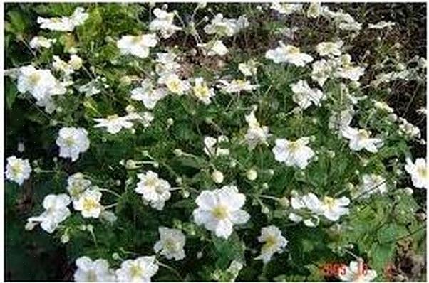 L'anemone 'Honorine Jobert' è uno di quei fiori da giardino tipicamente inglesi