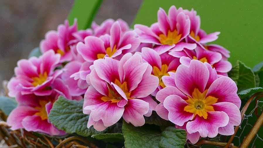 Le primule sono fiori di bosco che hanno colori vivaci che potresti non aspettarti dai fiori perenni