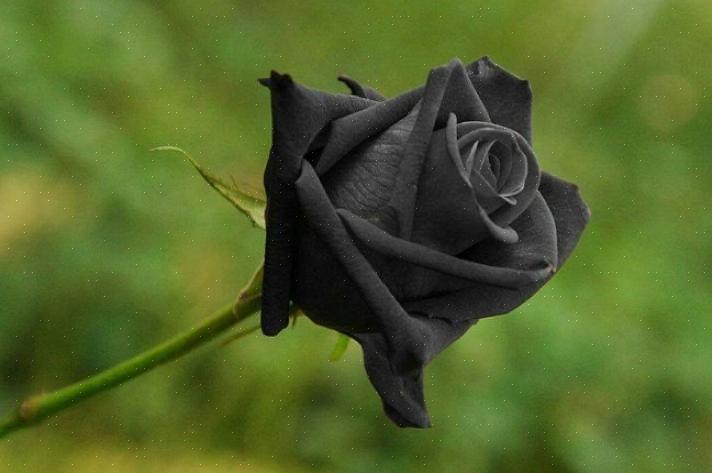 Cosa significano le rose nere
