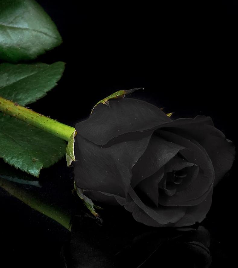 Cosa significano le rose nere