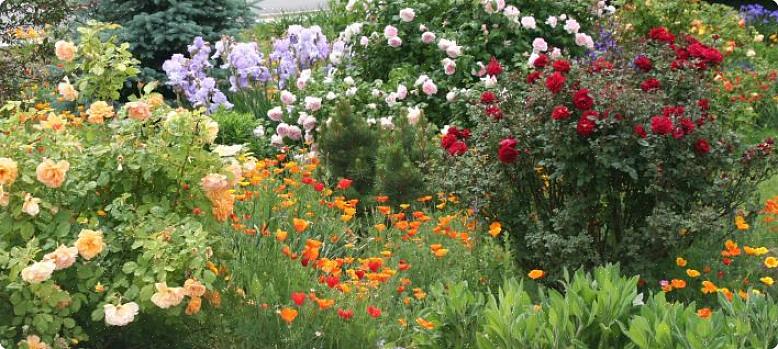 Gli abbondanti spruzzi di fiori blu inghiottono i fiori di rosa