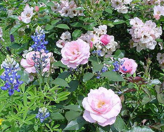 Il fogliame grigio degli arbusti di caryopteris compenserà magnificamente qualsiasi rosa di colore