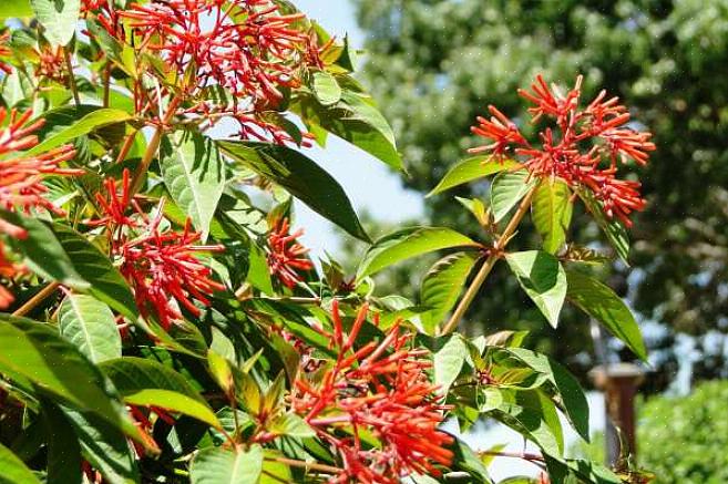 Firebush può essere coltivato come annuale nelle località settentrionali o come pianta perenne nei climi