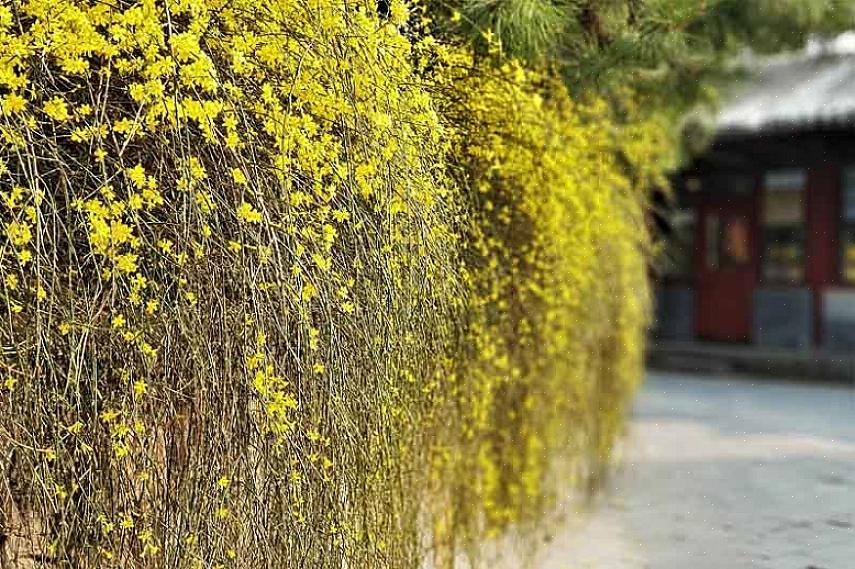 Le piante di gelsomino invernale sono originarie della Cina