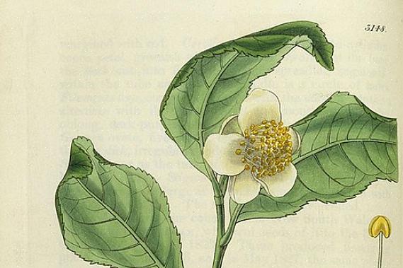 La Camellia sinensis (o pianta del tè) viene utilizzata per preparare i tè con caffeina più tradizionali