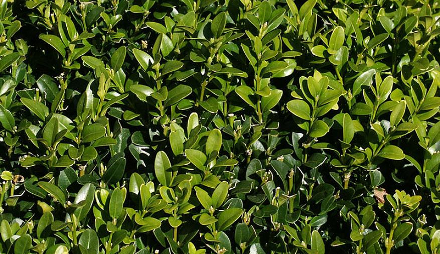 I viburni sempreverdi sono bellissimi arbusti sempreverdi a foglia larga che forniscono quattro stagioni