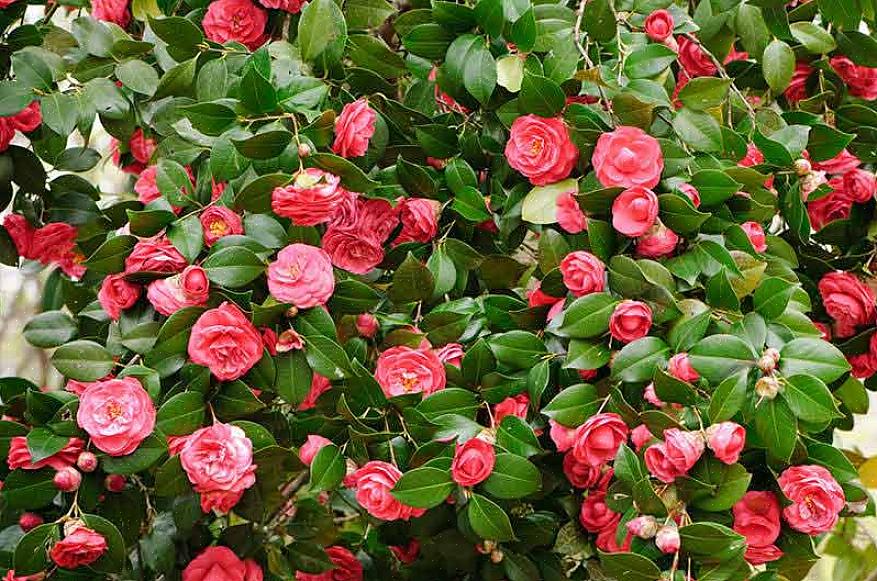 La Camellia sinensis produce fiori che producono tè