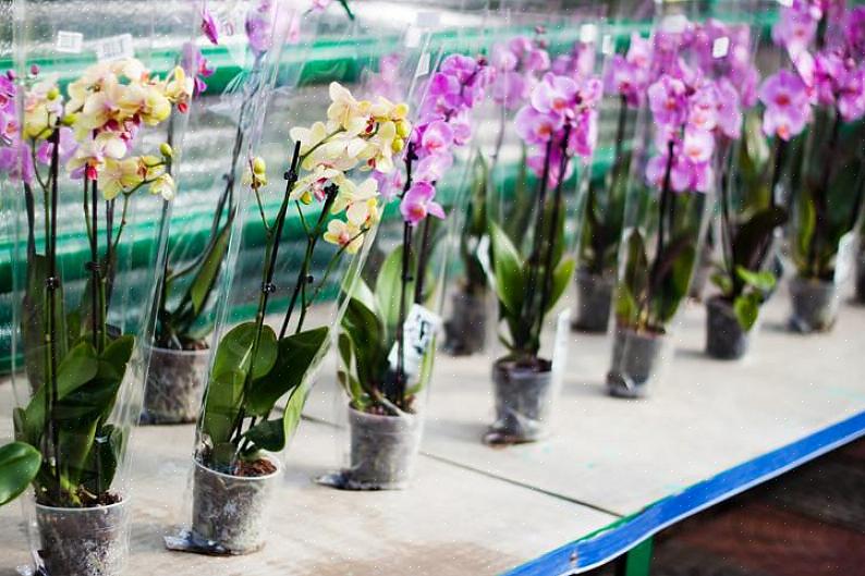 La scelta di un'orchidea sana è importante anche se la pianta è pensata come un regalo o solo