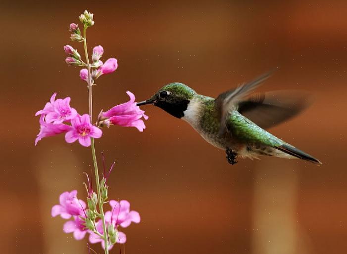 I colibrì sono attori importanti nel processo