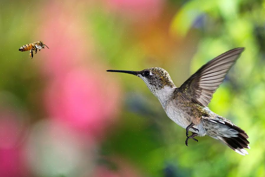 I colibrì svolgono un ruolo cruciale nell'impollinazione di molti diversi tipi di fiori