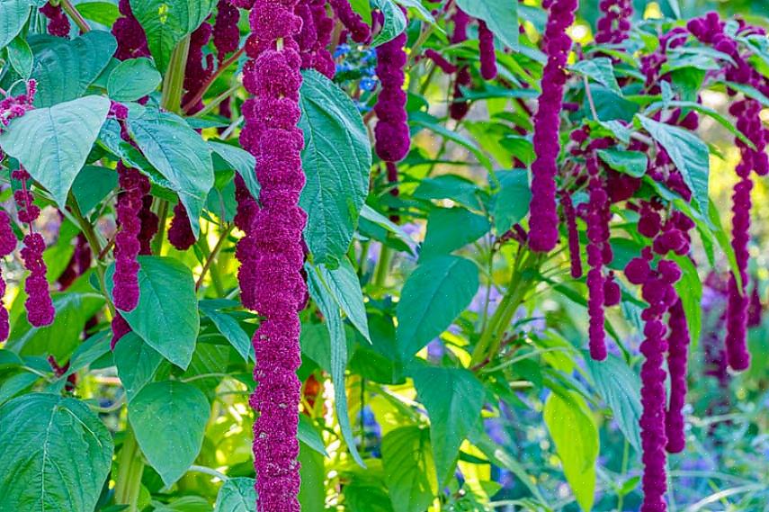 L'amaranto raccoglierà sicuramente commenti positivi nel tuo giardino fiorito dall'inizio dell'estate