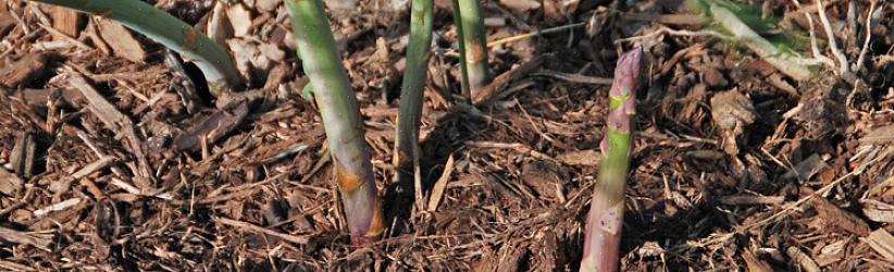 Un altro motivo per trapiantare gli asparagi è spostare le piante di asparagi in un sito che aumenterà