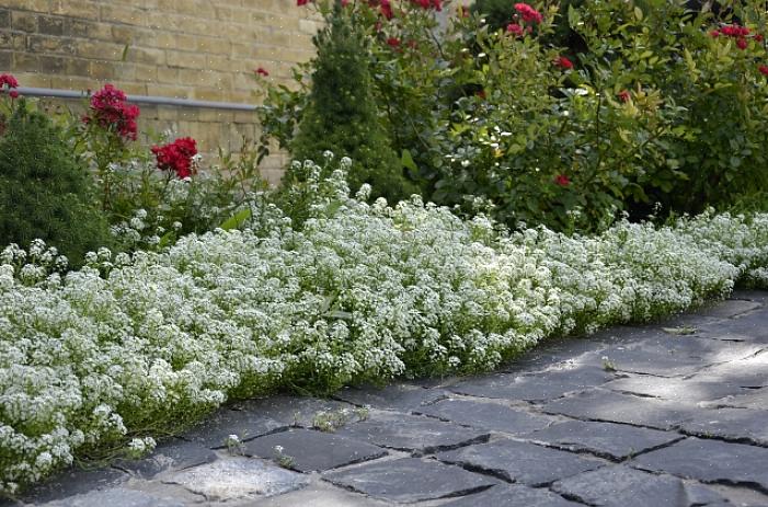 I fiori bianchi eliminano le congetture dal design di un giardino