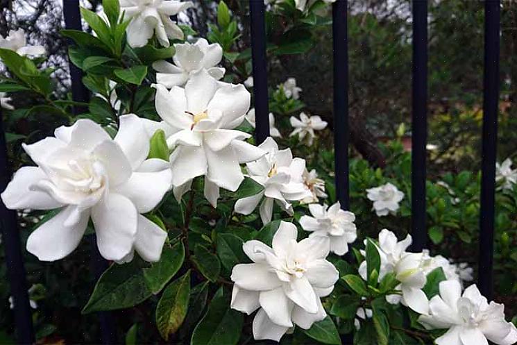 I fiori bianchi per profumare