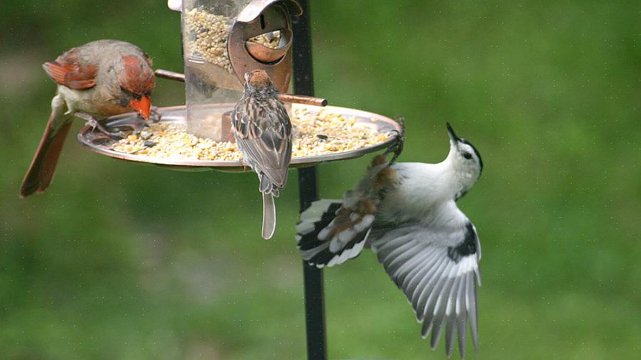 Il seme che fuoriesce dalle mangiatoie per uccelli sospese crea un'area di alimentazione a terra automatica