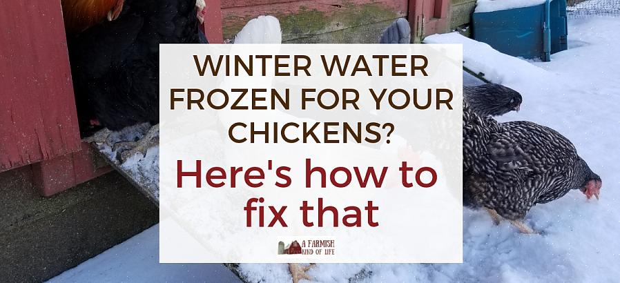 Forse ti starai chiedendo se i tuoi polli saranno abbastanza caldi o se continueranno a deporre le uova