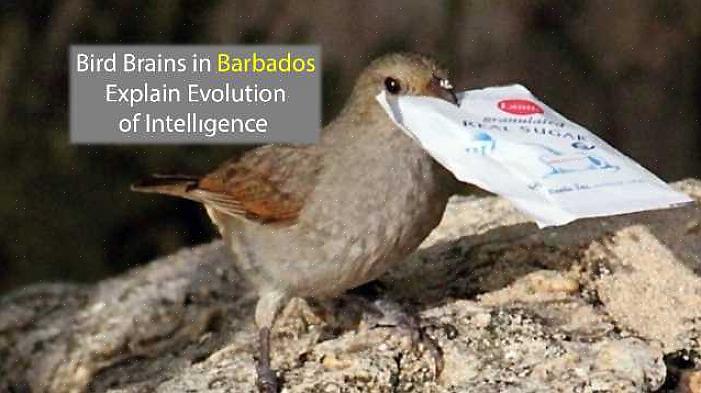 Non tutti gli uccelli sono ugualmente intelligenti