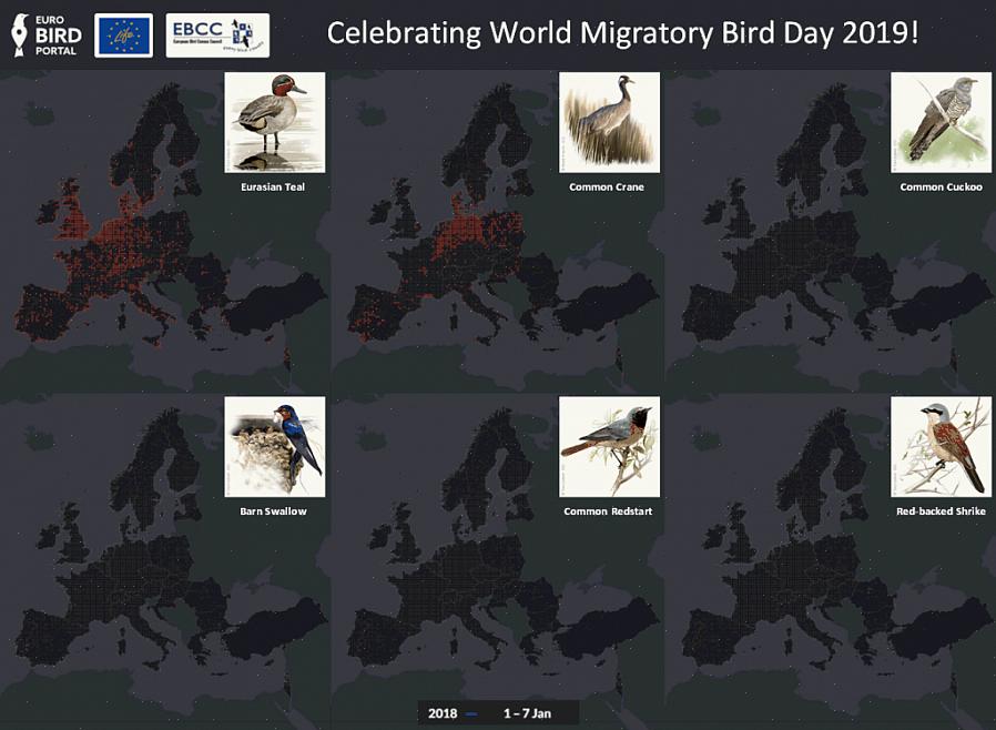 Questo è il tipo di migrazione più comune con molti uccelli che migrano dall'Artico ai tropici