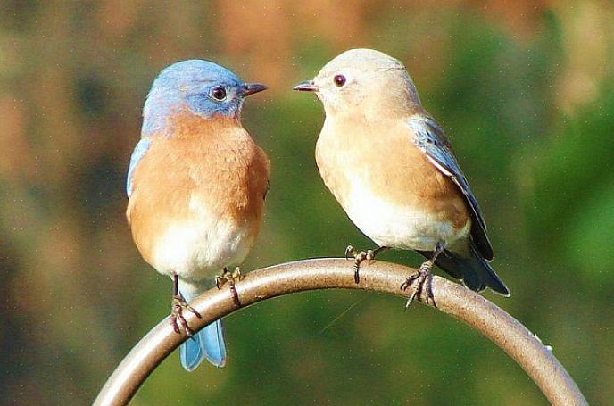 Molti uccellini da cortile possono attirare gli uccelli azzurri in ogni stagione