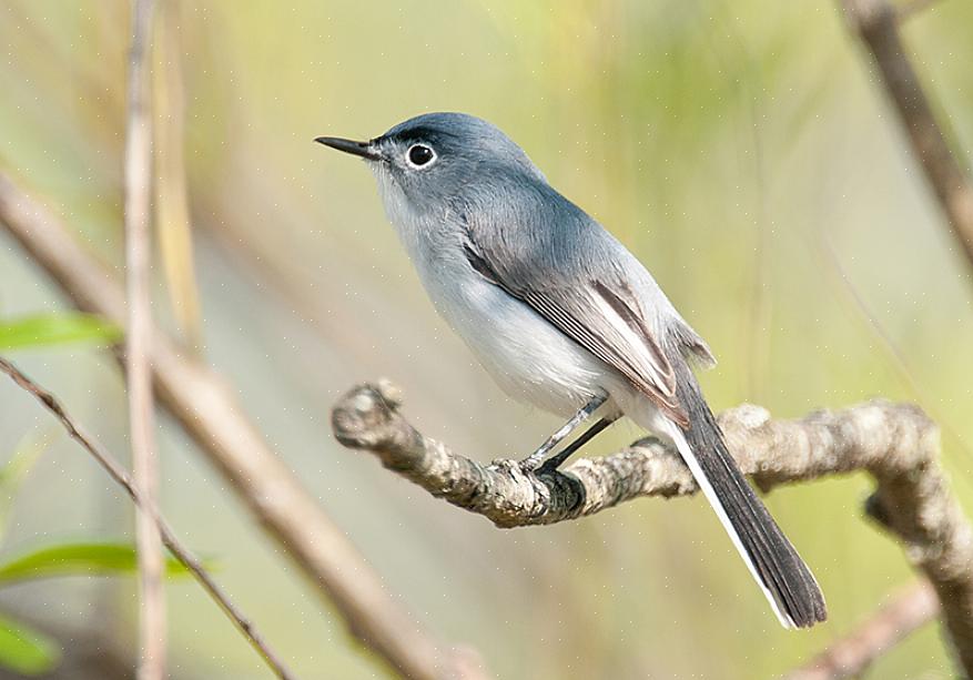 Lo gnatcatcher blu-grigio è un uccello energico ma è spesso trascurato perché rimane alto nel fogliame