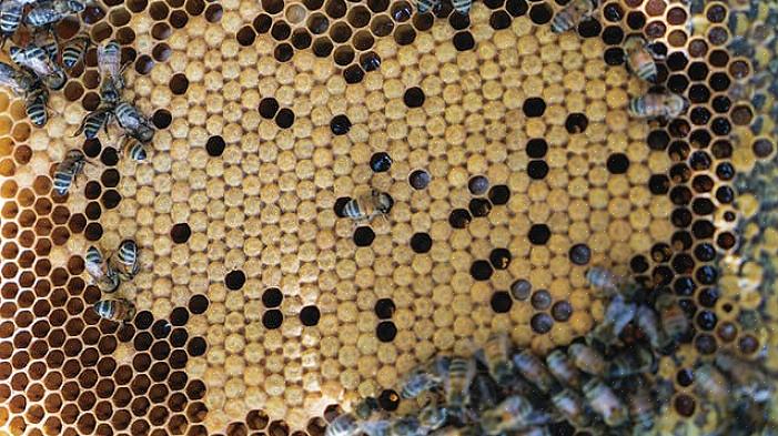 Accumulato molte conoscenze sull'apicoltura