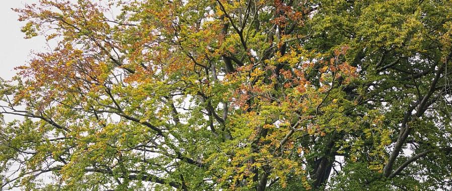 Il faggio europeo è un esemplare abbastanza senza problemi che costituisce un eccellente albero da ombra