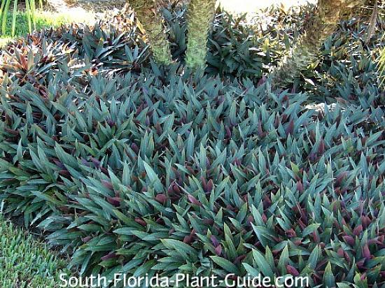 Questa pianta ha foglie succulente ed è adatta per lo xeriscaping