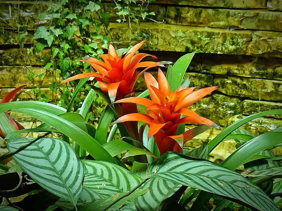 Esplora 12 famose piante da fiore che ti aiuteranno ad amare di nuovo il tuo giardino quando le temperature