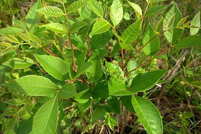 Gli steli delle foglie di sommacco velenoso ci aiutano ulteriormente a identificare la pianta